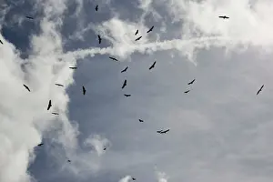 Thermals: Vultures spiralling high on thermals