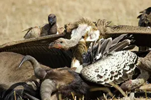 Lunging: Vultures at Wildebeest kill
