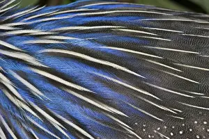 Jurong: Vulturine Guinea Fowl