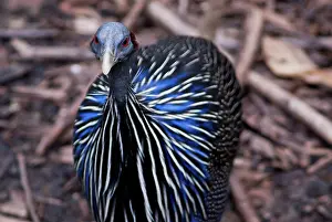 Vulturine: Vulturine Guinea Fowl