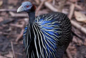 Vulturine: Vulturine Guinea Fowl