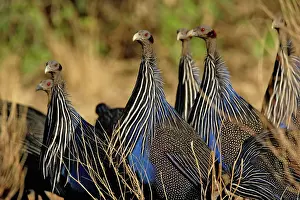 Vulturine: Vulturine Guinea fowl, Acryllium vulturinum