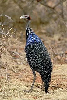 Vulturine: Vulturine Guinea fowl, Acryllium vulturinum