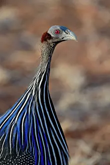 Vulturine: Vulturine Guinea fowl, Acryllium vulturinum