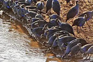 Vulturine: Vulturine Guinea fowl drinking in large