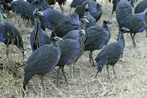 Vulturine: Vulturine Guineafowl