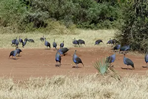 Vulturine: Vulturine Guineafowl