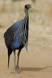 Vulturine: Vulturine Guineafowl