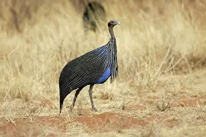 Vulturine: Vulturine Guineafowl