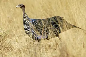 Vulturine: Vulturine Guineafowl