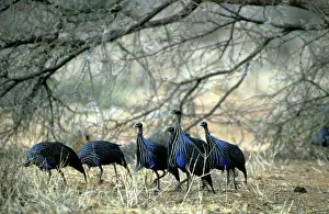 Vulturine: VULTURINE GUINEAFOWL - six