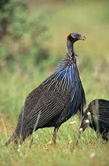 Numididae: Vulturine Guineafowl