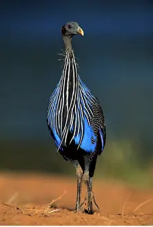 Vulturine: Vulturine GUINEAFOWL