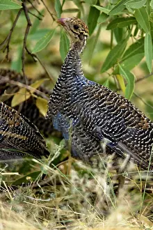 Vulturine: Vulturine Guineafowl, Acryllium vulturinum