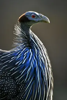 Vulturine: Vulturine guineafowl (Acryllium vulturinum), captive