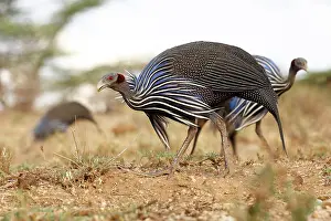 Searches: Vulturine Guineafowl (Acryllium vulturinum), Buf