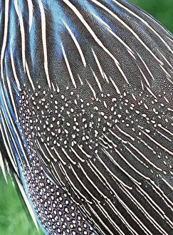 Vulturine: Vulturine GUINEAFOWL - close-up of feathers