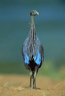 Vulturine: Vulturine Guineafowl - on the ground where it spends