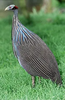 Gamebird: VULTURINE GUINEAFOWL - side profile
