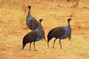 Vulturine: Vulturine Guineafowl small group