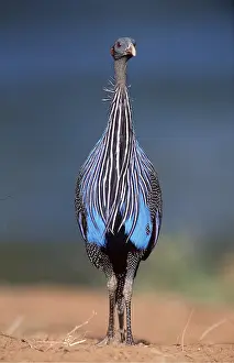 Quirky: VULTURINE GUINEAFOWL - standing