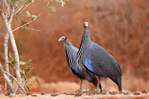 Gallinacean: Vulturine Guineafowls (Acryllium vulturinum) on