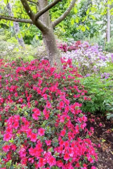 Trunks: Vuyk's Scarlet Japanese Azalea, Azalea japonica