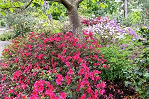 Trunks: Vuyk's Scarlet Japanese Azalea, Azalea japonica
