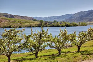 Jamie: WA, Chelan County, orchard along the Columbia