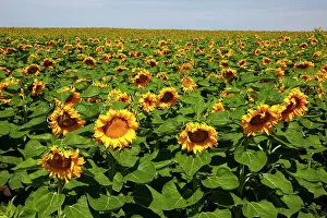 Jamie: WA, Kittitas County, Sunflower Field