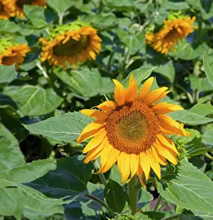 Jamie: WA, Kittitas County, Sunflower Field