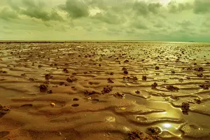 Coil: Wadden Sea - mud ripples and for the Wadden Sea typical coil