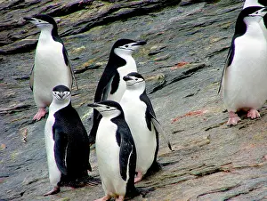 Antarcticus: A waddle (group) of Chinstrap Penguins (Pygoscelis