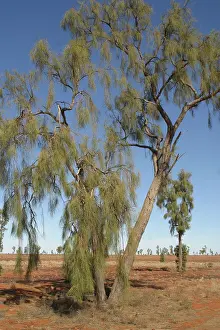 Aborigine: Waddywood trees