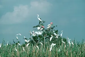 Kinds: Wading Bird Rookery, Texas