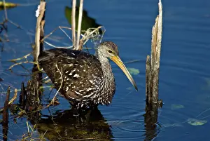 Crying: A Wading Limpkin