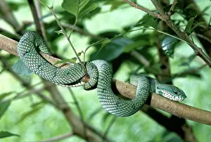 Bako: Wagler's Pit Viper