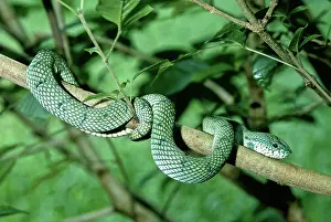 Bako: Wagler's Pit Viper