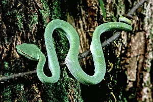 Bako: Wagler's Pit Viper