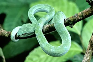 Bako: Wagler's Pit Viper