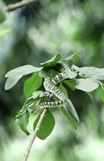 Malayan: Wagler's Pit Viper