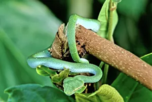 Vipers: Wagler's Pit Viper