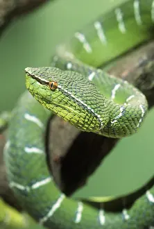 Vipers: WAGLER'S PIT VIPER