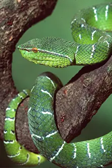 Coiled: WAGLER'S PIT VIPER - Close up, coiled round tree