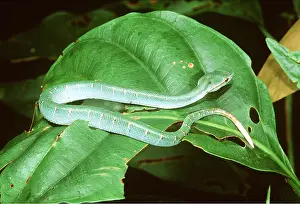 Vipers: WAGLER'S PIT VIPER - Juvenile