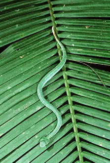 Vipers: WAGLER'S PIT VIPER - on leaf, in rainforest