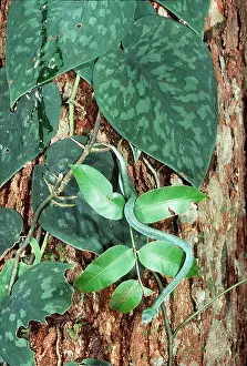 Vipers: WAGLER'S PIT VIPER - in rainforest