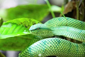 Tropidolaemus: Wagler's / Temple Pit Viper