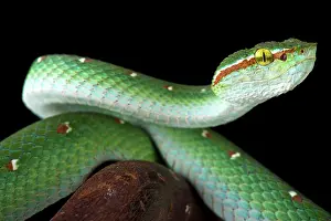 Sumatra: Wagler's tree viper (Tropidolaemus wagleri) male
