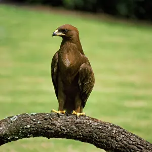 Wahlberg: Wahlberg's Eagle